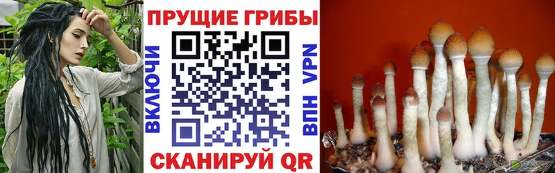 дарк нет телеграм  Ногинск  Псилоцибиновые грибы Psilocybine cubensis 