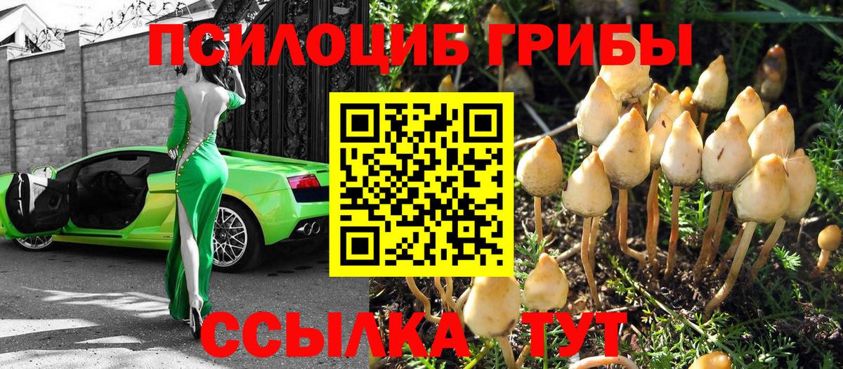 Ногинск  Псилоцибиновые грибы GOLDEN TEACHER  где купить   Вход с VPN 